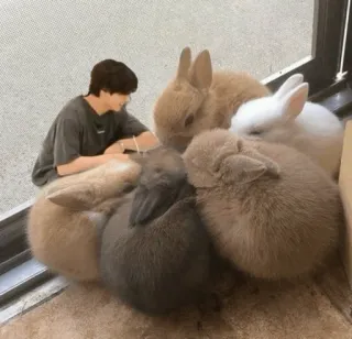 🐰 56e70dde กระต่าย, น่ารัก, บันนี่, สัตว์, คน telegram sticker