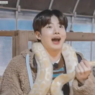 🪐 40f65fe8 persona, serpiente, reptil, animal, retrato, interior telegram sticker