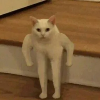 💪 41f7a673 แมว, สัตว์, ตลก, มีม, ขำขัน, มุกตลก, แปลก, ประหลาด telegram sticker