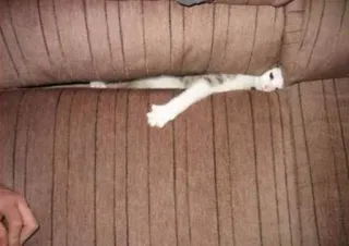 Sad cats telegram stickers