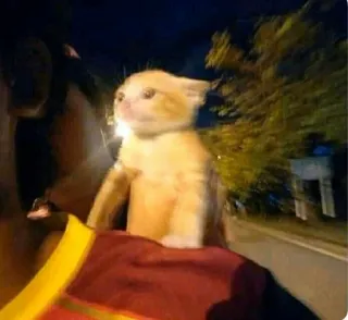 🧣 7721ebc1 แมว, ลูกแมว, สัตว์, สัตว์เลี้ยง, สีส้ม telegram sticker