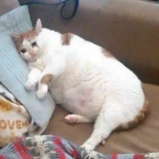 😿 90fa982d แมว, เศร้า, มีม, อ้วน, ตลก, สัตว์เลี้ยง, สัตว์ telegram sticker