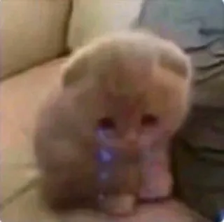 😢 cf6c1b60 แมว, ลูกแมว, น่ารัก, เศร้า, ร้องไห้, สัตว์เลี้ยง telegram sticker