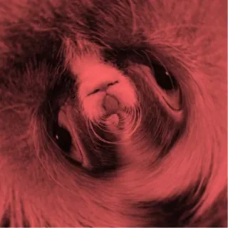 ❓ da09ee99 สัตว์, แมว, ภาพเหมือน, สัตว์เลี้ยง telegram sticker