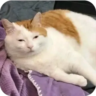 🥱 2e795dad kot, zwierzę domowe, zwierzę, kot domowy, rudy kocur, biały kot, leniwy kot, śpiący kot telegram sticker