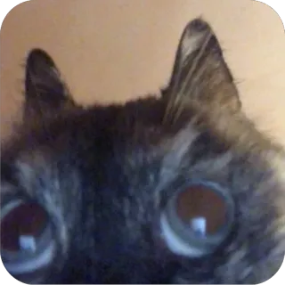 🧐 a2bcc033 kot, zwierzę, zwierzak, oczy, ssak telegram sticker