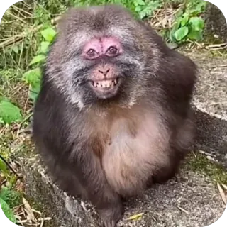 😄 b52000ed małpa, zwierzę, naczelny, dzika przyroda, ssak telegram sticker