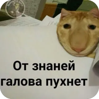 📄 b5d8d52e От знаний голова пухнет kot, wiedza, śmieszne, mem, tekst, rosyjski telegram sticker