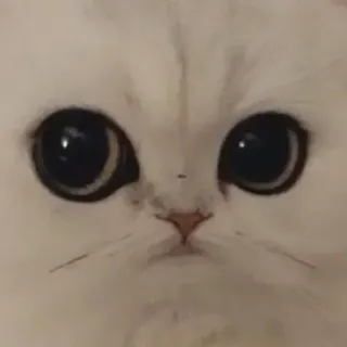 😐 b714209e kot, zwierzę, biały, zwierzę domowe, słodki, oczy telegram sticker