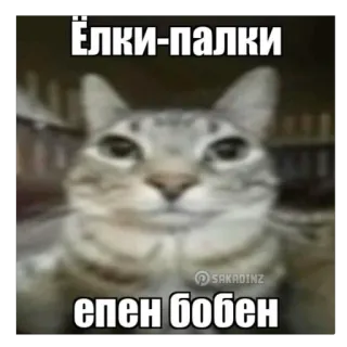 🤨 c9b3044a Ёлки-палки
епен бобен kot, mem, humor, śmieszne, zwierzę telegram sticker