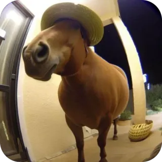 🧐 f8a3a88c koń, zwierzę, koński, kapelusz, drzwi telegram sticker