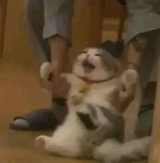 😫 09061212 cat, meme, funny, animal, pet, cute whatsapp sticker