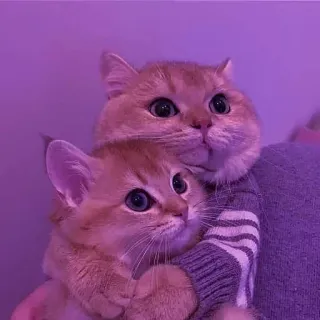 🐾 11a6436c cat, kitten, animal, pet, cute, domestic, feline, hug whatsapp sticker