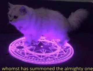 🐾 4e4b02fb whomst has summoned the almighty one cat, meme, summoning, magic, funny, pet whatsapp sticker