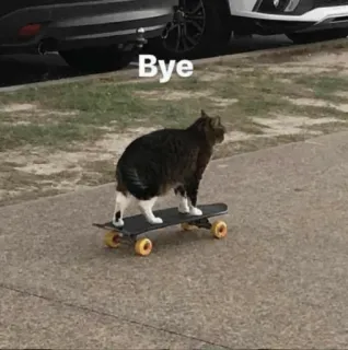 🐾 62f85216 Bye cat, skateboard, animal, funny, meme, bye, skateboarding whatsapp sticker