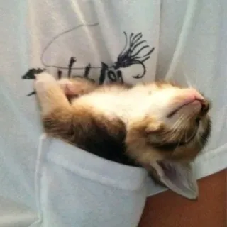 😵 8d6e4f28 kitten, cat, pocket, cute, animal, pet, sleep whatsapp sticker