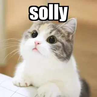 😉 1f5f10bd solly kat, kitten, dier, huisdier, schattig telegram sticker