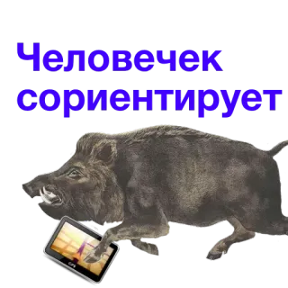 🎯 05e624e4 Человечек сориентирует babi hutan, gps, hewan, navigasi, rusia whatsapp sticker