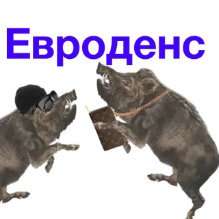 🕺 56e4aae3 Евродено babi, babi-babi, babi hutan, binatang, euro, uang whatsapp sticker