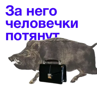🤴 6c8989f4 За него человечки потянут babi hutan, hewan, koper, bahasa rusia, teks whatsapp sticker