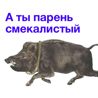 🎗 93f9f1a7 А ты парень смекалистый babi hutan, hewan, rantai, rusia, teks whatsapp sticker