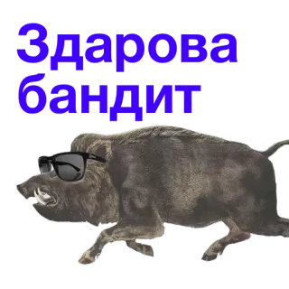 🤝 bd52ef0a Здарова бандит babi hutan, hewan, kacamata hitam, salam,  бандит whatsapp sticker