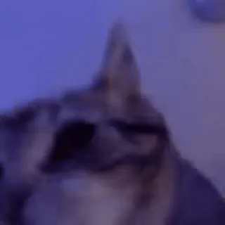 💃 2a026c7e 猫, 動物, ペット, 家畜, 哺乳類 telegram sticker