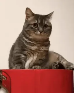 😧 306bdefe 猫, 動物, ペット, 家畜, ネコ科 telegram sticker