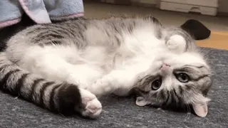 🤩 4a06aea6 猫, 子猫, ペット, 可愛い, 動物, 遊び好き telegram sticker