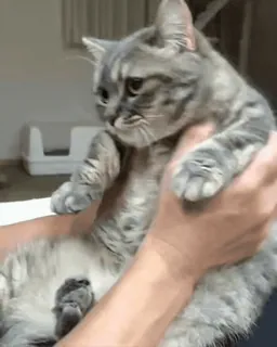 😟 a97af6ad 猫, 動物, ペット, 家畜 telegram sticker