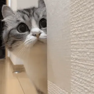 lots of cats | @isaiahscape telegram stickers