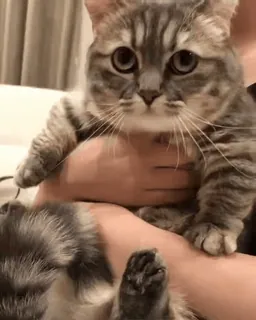 😕 d7b849bb 猫, ペット, 動物, 子猫, 可愛い, ネコ科 telegram sticker