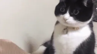 lots of cats | @isaiahscape whatsapp stickers