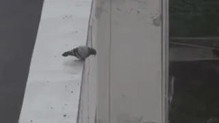 🤧 e548daa4 비둘기, 새, 동물, 콘크리트, 도시, 야생 동물 whatsapp sticker