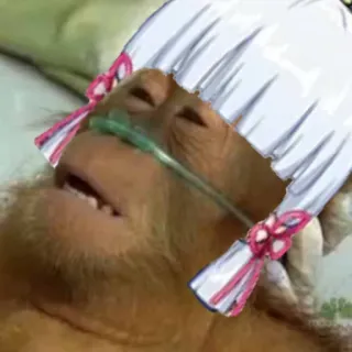 🤒 0d89a419 mono, animal, gracioso, meme, ilustración, dibujo animado telegram sticker