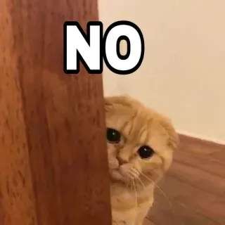 😎 00ebb908 NO 猫, 不, 可爱, 动物, 表情包 telegram sticker