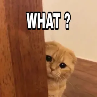 😎 0804b29a WHAT ? 猫, 宠物, 困惑, 动物, 表情包 telegram sticker