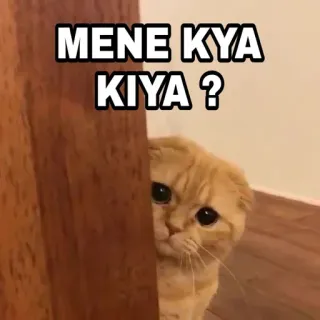 😎 0d897c02 MENE KYA KIYA ? 猫, 表情包, 可爱, 搞笑, 动物 telegram sticker