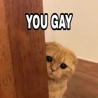 😁 1ae3cbe2 YOU GAY 猫, 表情包, 冒犯, 幽默 telegram sticker