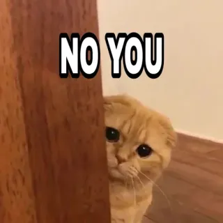 😎 1cda439b NO YOU 猫, 搞笑, 可爱, 表情包, 不你, 小猫 telegram sticker