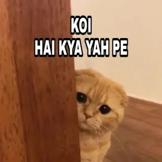😎 1d2e73ad KOI HAI KYA YAH PE 猫, 表情包, 偷看, 搞笑, 印度, 印地语, 宠物 telegram sticker