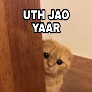 😎 20c9d186 UTH JAO YAAR 猫, 可爱, 醒来, 小猫, 宠物 telegram sticker