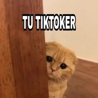 😎 2c3e88cb TU TIKTOKER 猫, 偷看, TikTok, 宠物, 搞笑, 表情包 telegram sticker