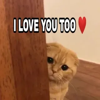 😁 3bc5f3b6 I LOVE YOU TOO 猫, 爱, 动物, 宠物, 可爱 telegram sticker