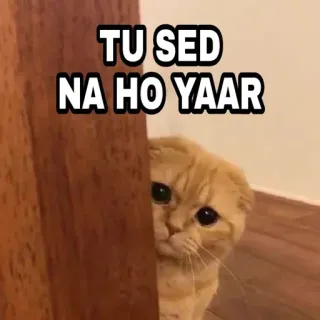😎 3fb98990 TU SED NA HO YAAR 猫, 伤心, 表情包, 宠物, 可爱, 动物, 朋友 telegram sticker