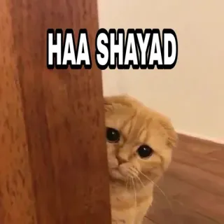 😎 45d6a57e HAA SHAYAD 猫, 梗, 宠物, 可爱, 动物 telegram sticker