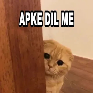 😎 56125e8a APKE DIL ME 猫, 可爱, 偷看, 梗, 幽默 telegram sticker