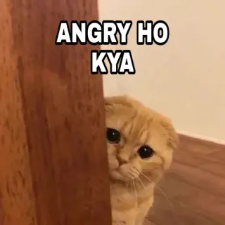 😎 7fbcb603 ANGRY HO KYA 猫, 表情包, 生气, 宠物, 伤心, 可爱 telegram sticker