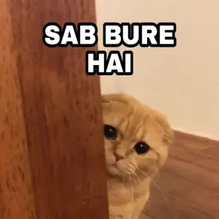 😎 a11b944f SAB BURE HAI 猫, 悲伤, 搞笑, 表情包, 动物, 可爱 telegram sticker