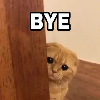 😎 b6b494be BYE 猫, 可爱, 再见, 告别, 迷人, 动物 telegram sticker